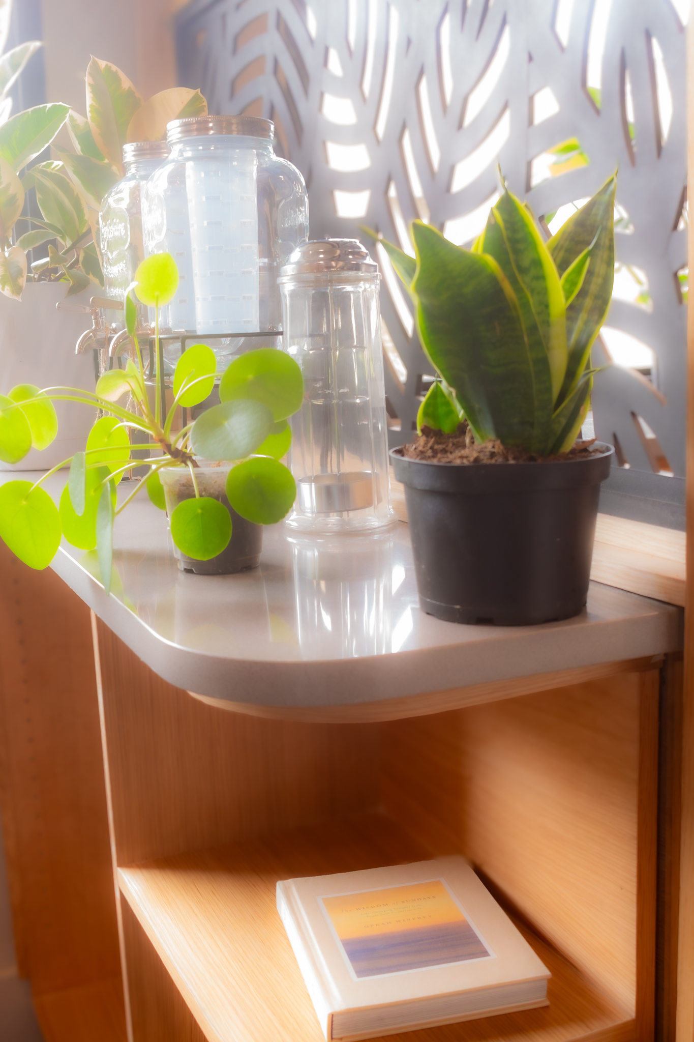 InFyooz Sanctuary — botanical detail through greenery